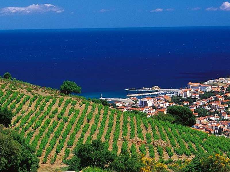 Les vignobles de Collioure Les vignobles de Collioure