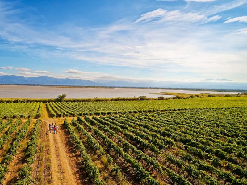 vignes au bord de la mer les vignes au bord de la mer en Roussillon