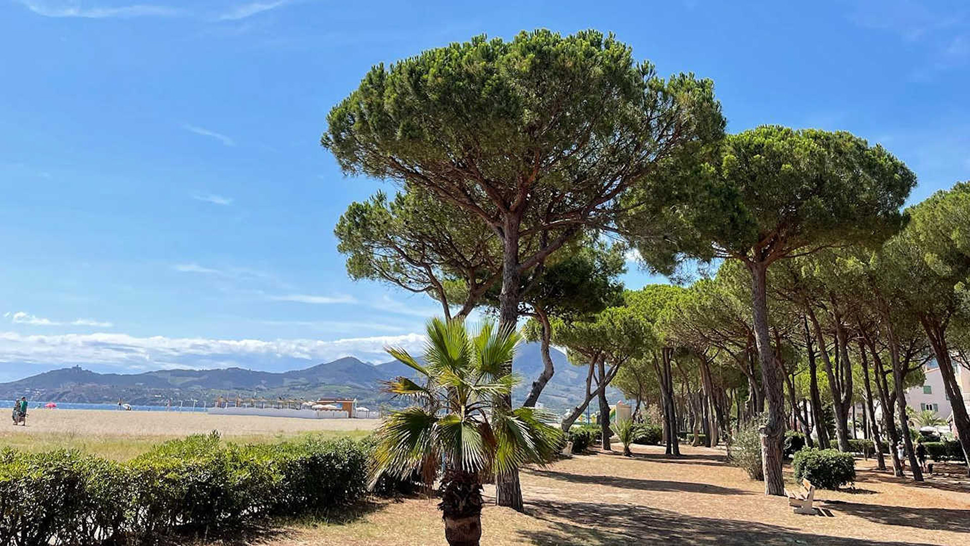 La plage des Pins à Argelès-sur-Mer avec les pins méditerranéens, le sable fin et la Méditerranée.