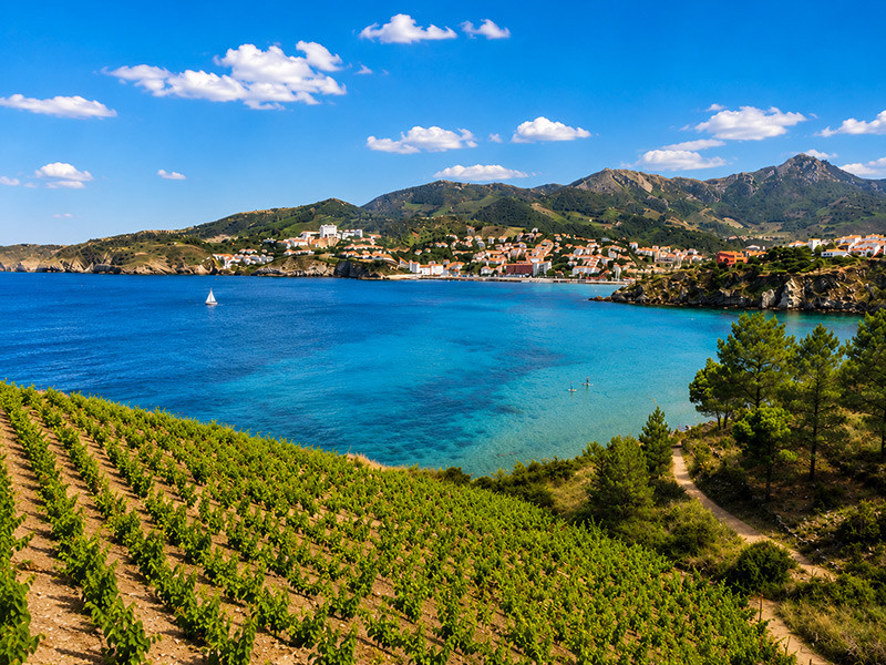 Les vignobles de la Côte Vermeille dominant la baie de Collioure, une des plus belles destinations à découvrir dans le Roussillon.
